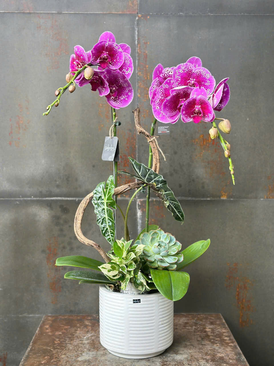 CHẬU LAN HỒ ĐIỆP HỒNG ĐỘT BIẾN