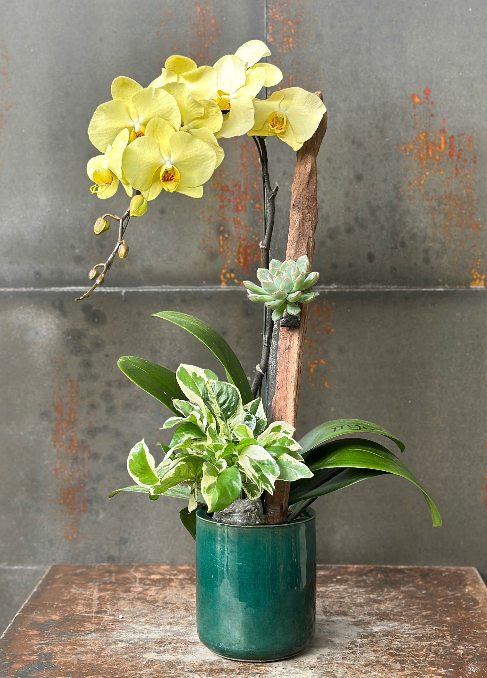 CHẬU LAN HỒ ĐIỆP VÀNG