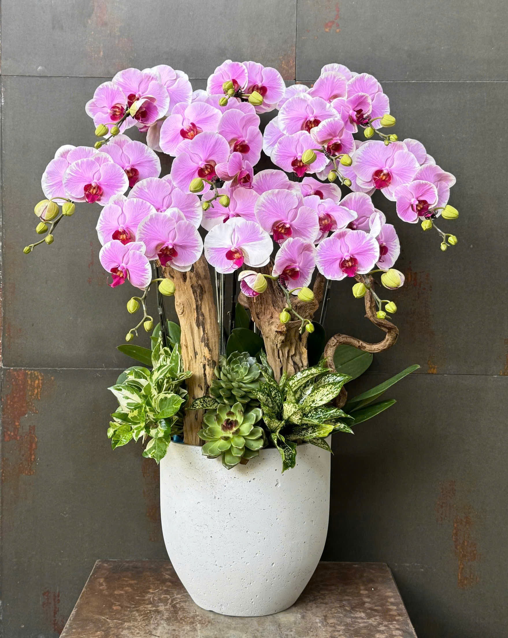 CHẬU LAN HỒ ĐIỆP HỒNG LƯỠI ĐỎ