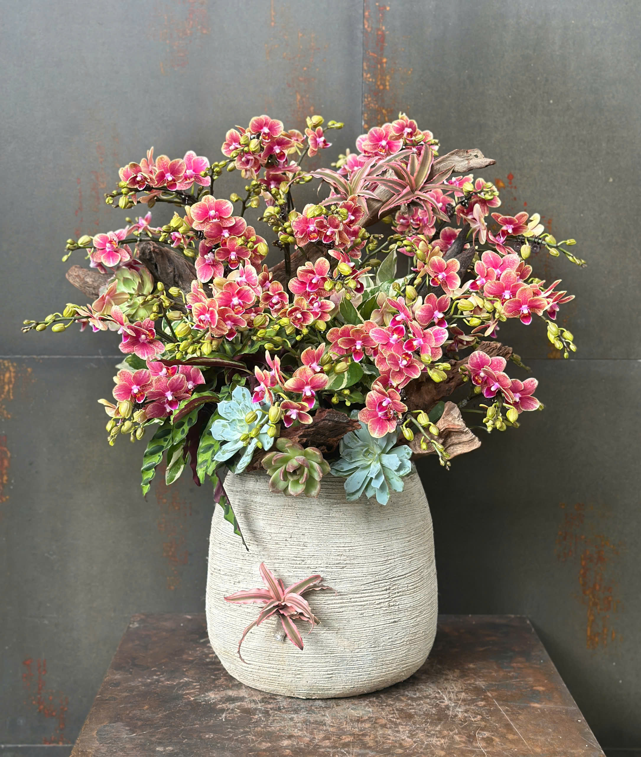 CHẬU LAN HỒ ĐIỆP MINI CAM ĐỎ