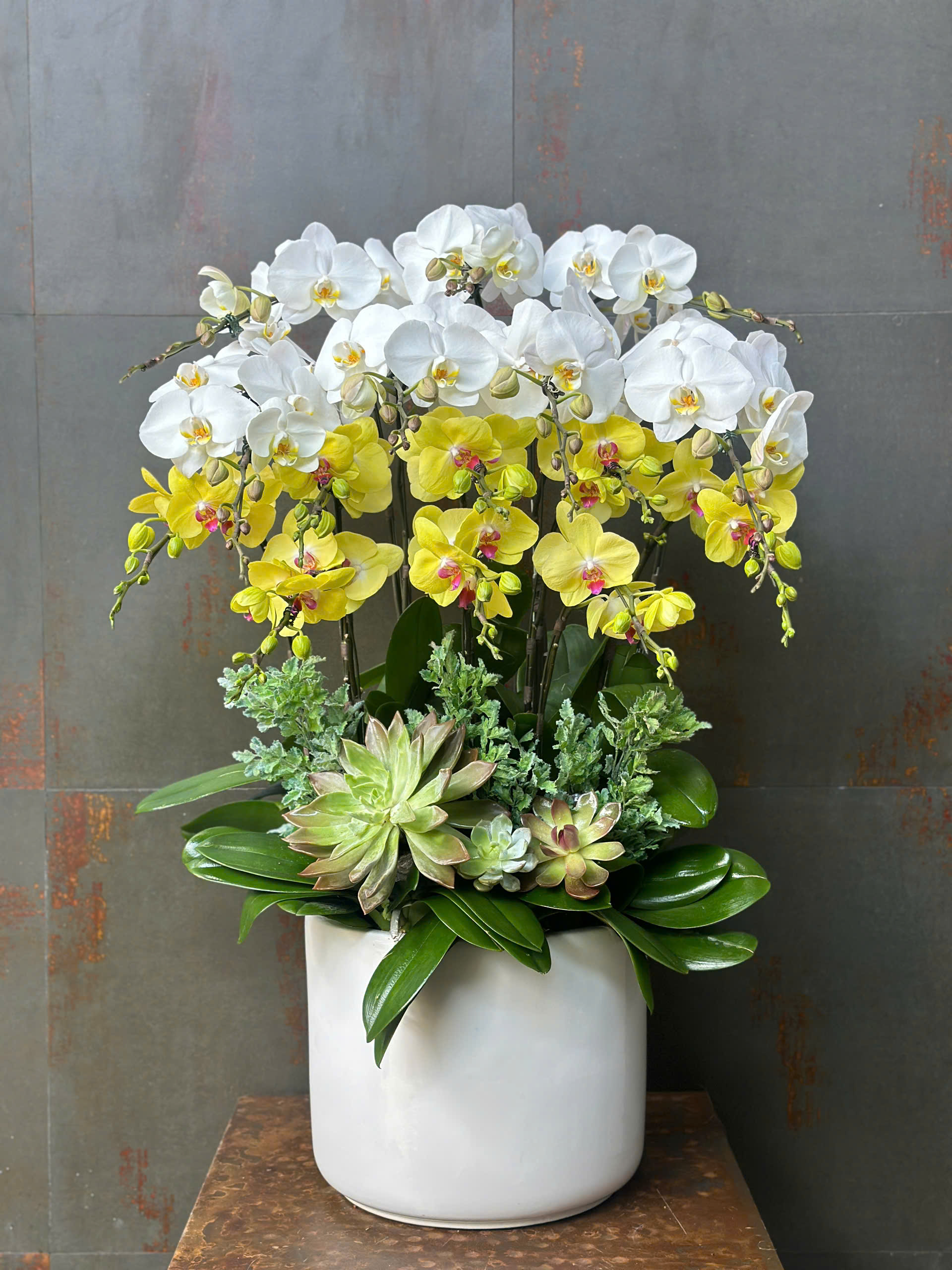 CHẬU LAN HỒ ĐIỆP MIX 2 MÀU TRẮNG VÀNG