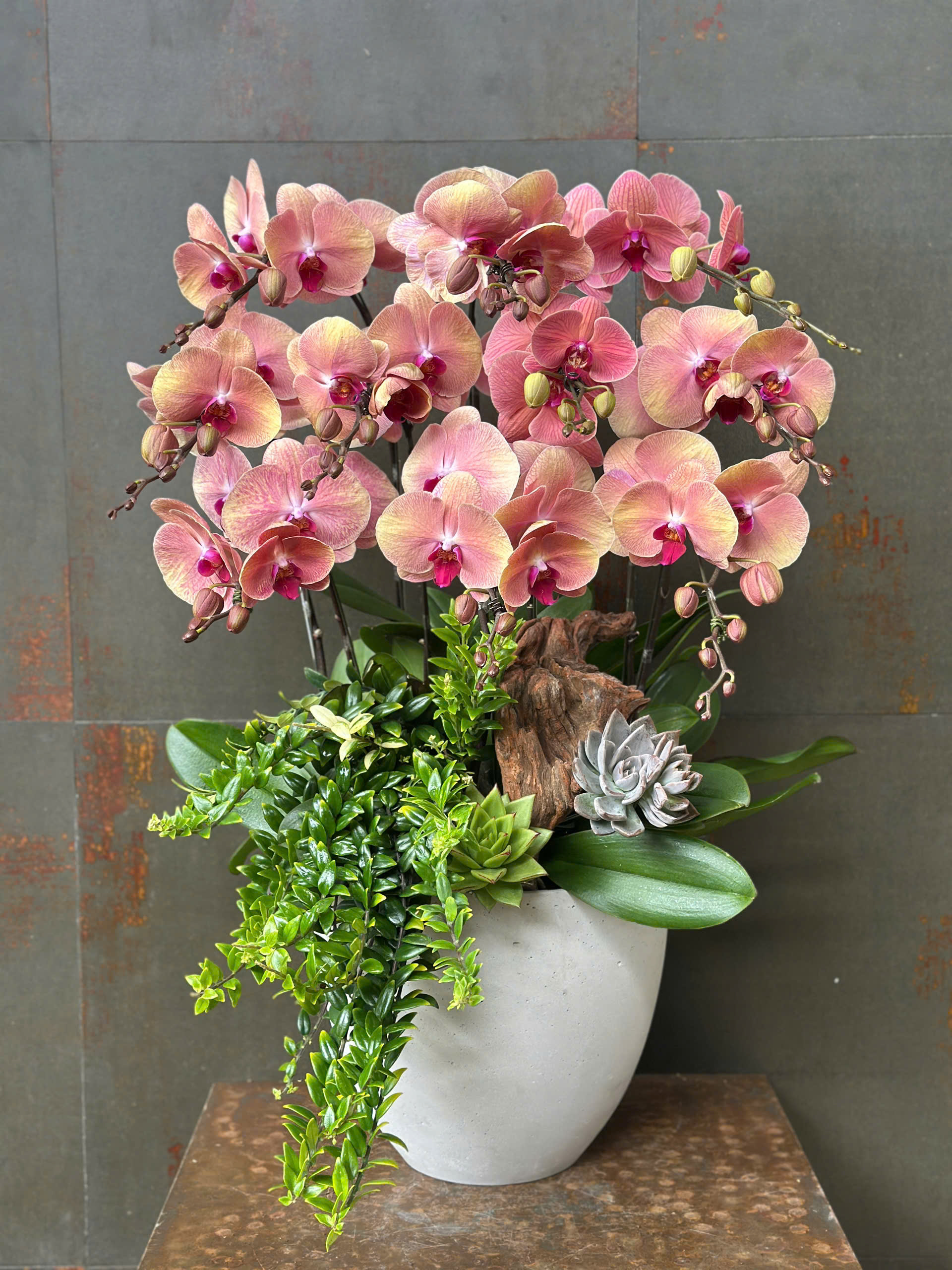 CHẬU LAN HỒ ĐIỆP CAM