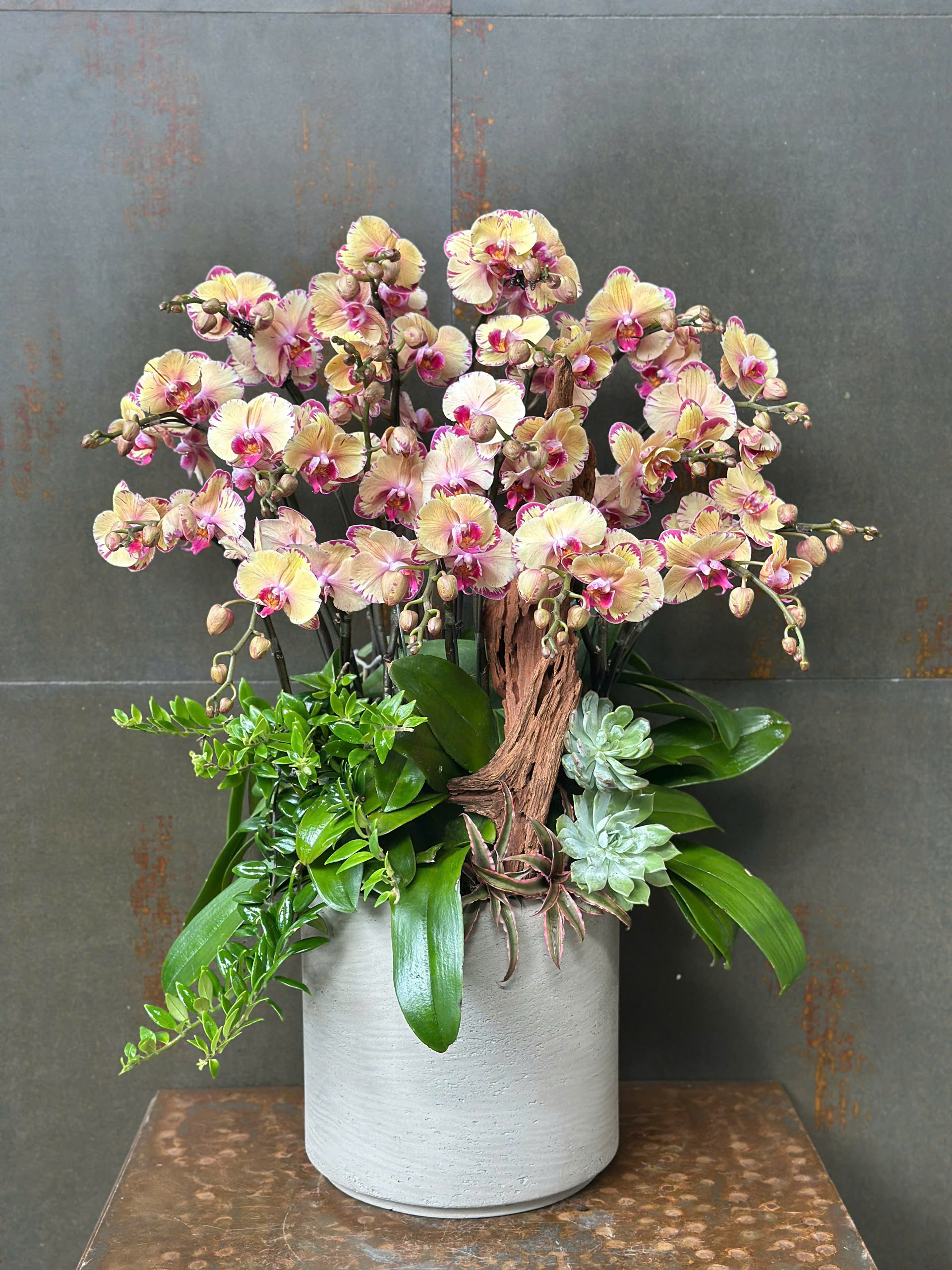 CHẬU LAN HỒ ĐIỆP CAM ĐỘT BIẾN