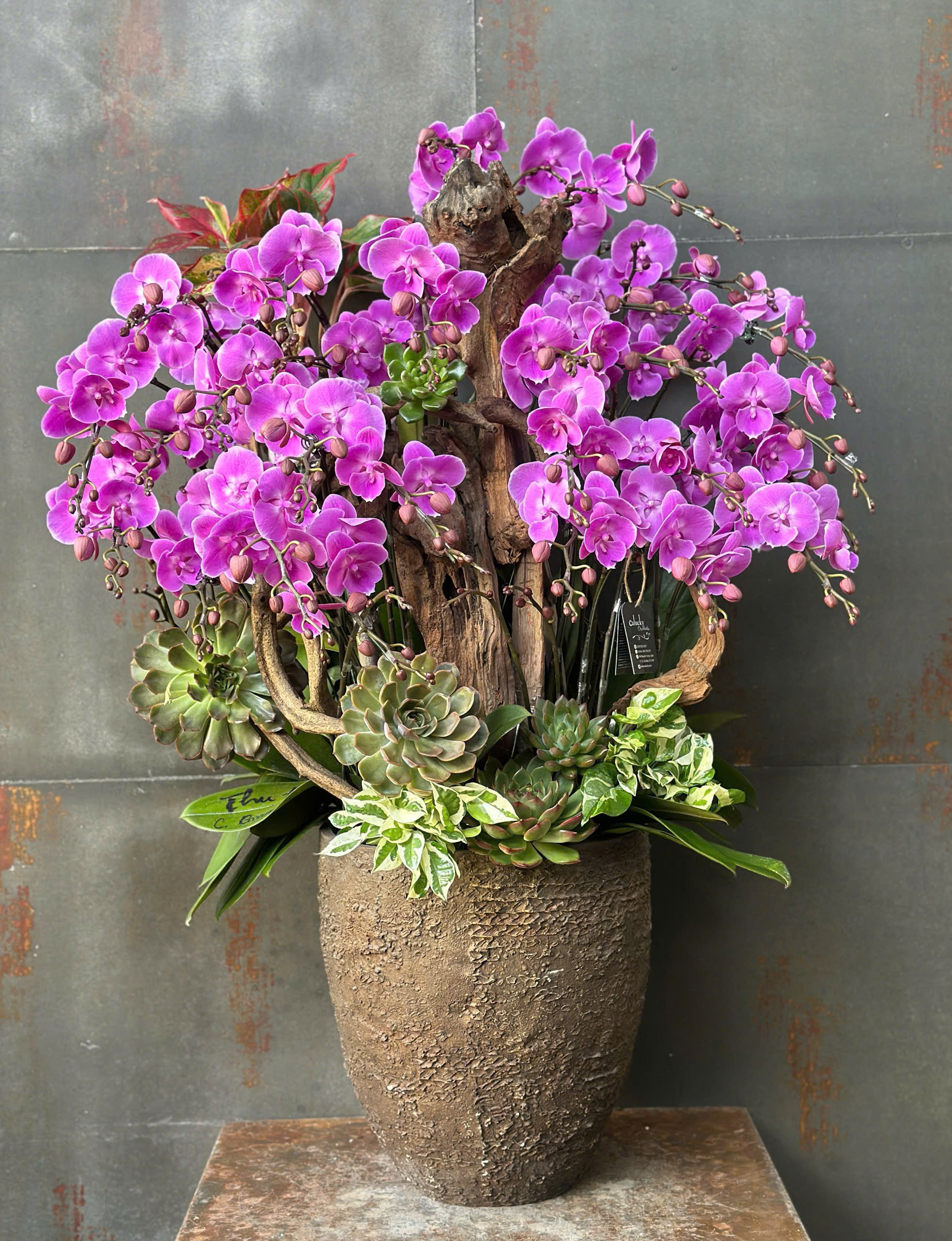 CHẬU LAN HỒ ĐIỆP MINI HỒNG