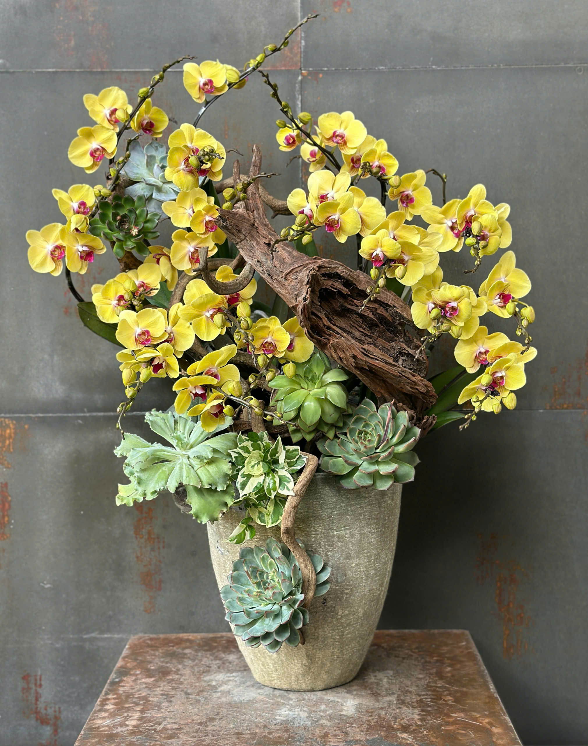 CHẬU LAN HỒ ĐIỆP MINI VÀNG