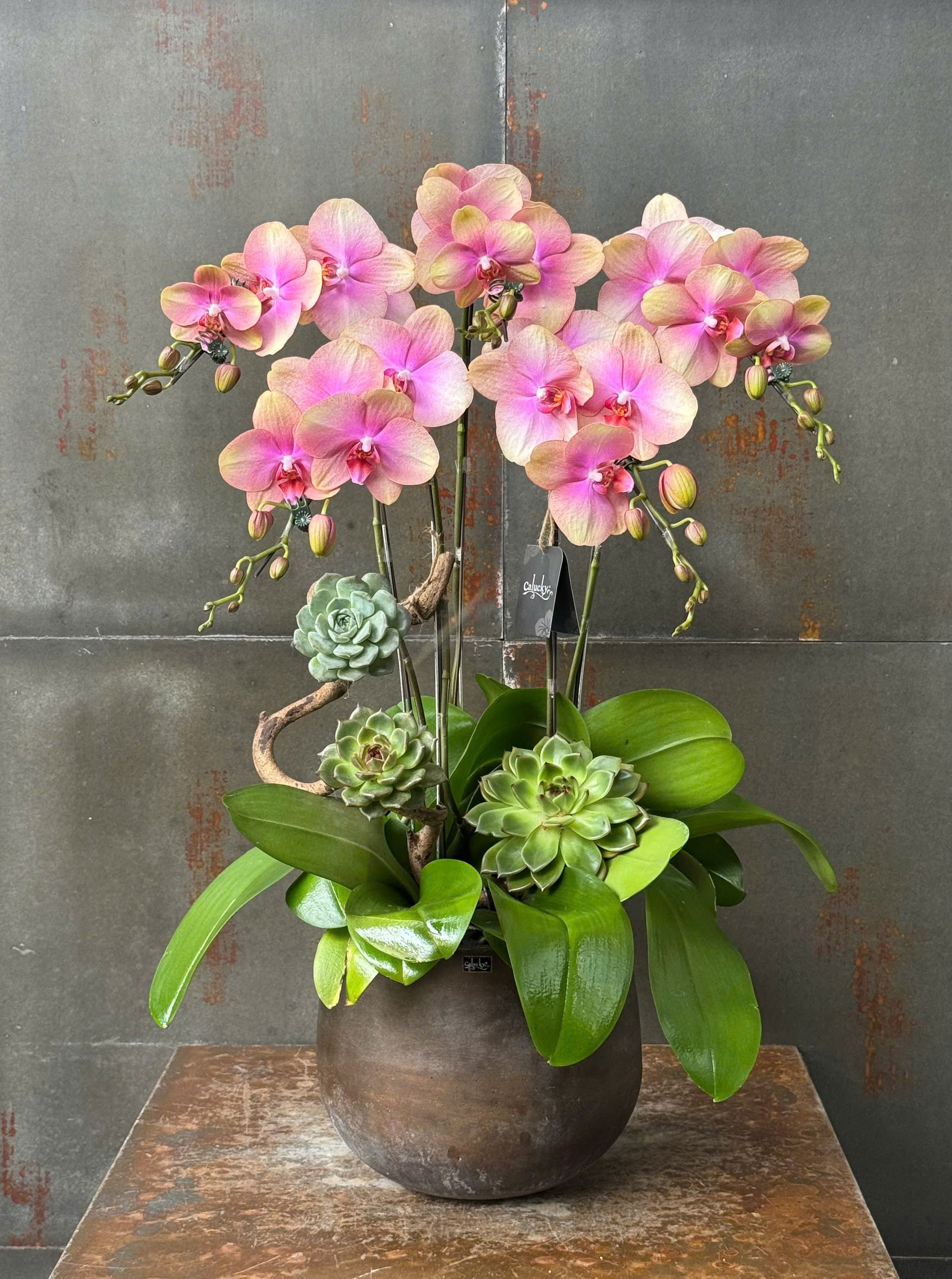 CHẬU LAN HỒ ĐIỆP HỒNG