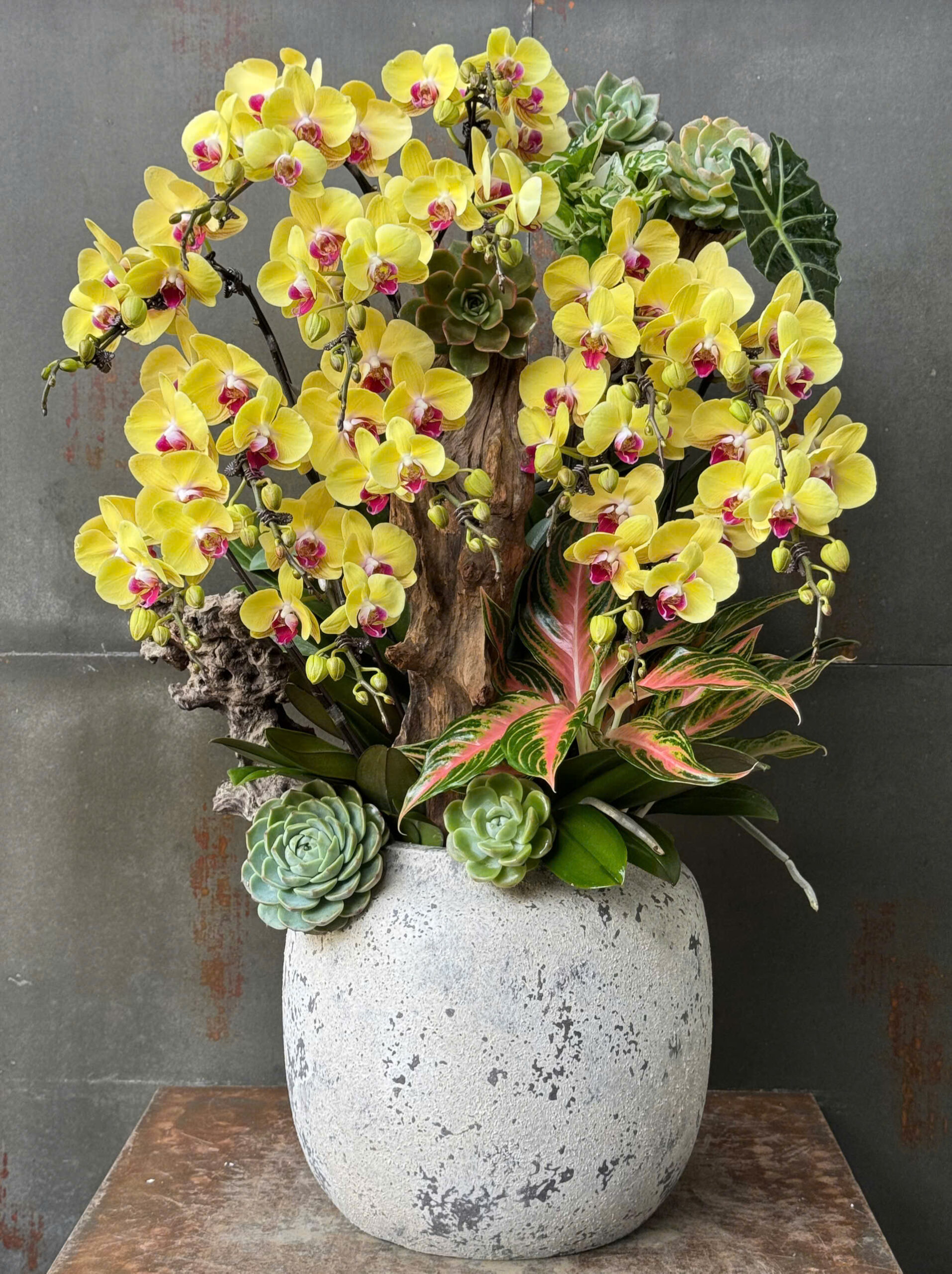 CHẬU LAN HỒ ĐIỆP VÀNG