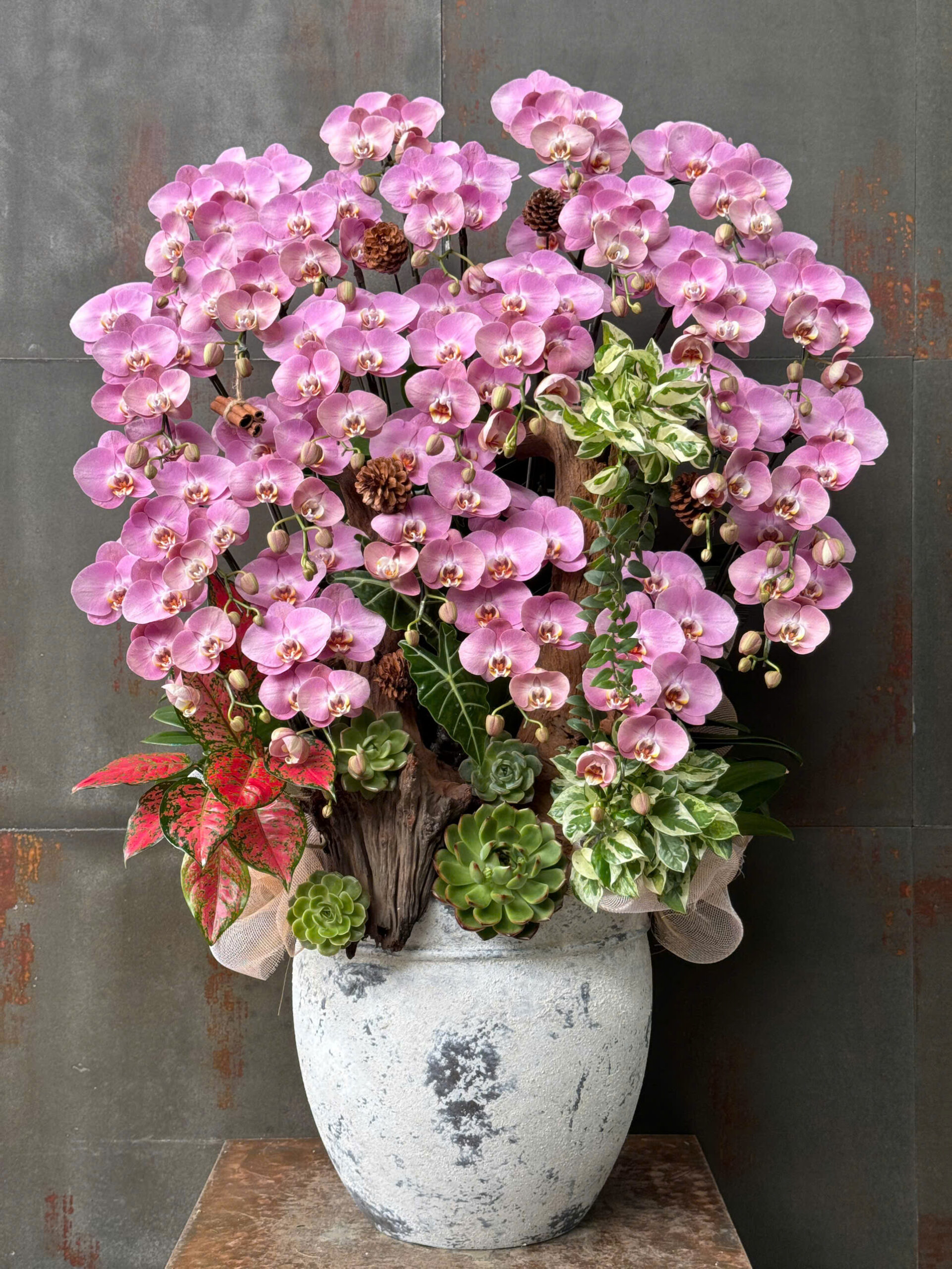 CHẬU LAN HỒ ĐIỆP HỒNG