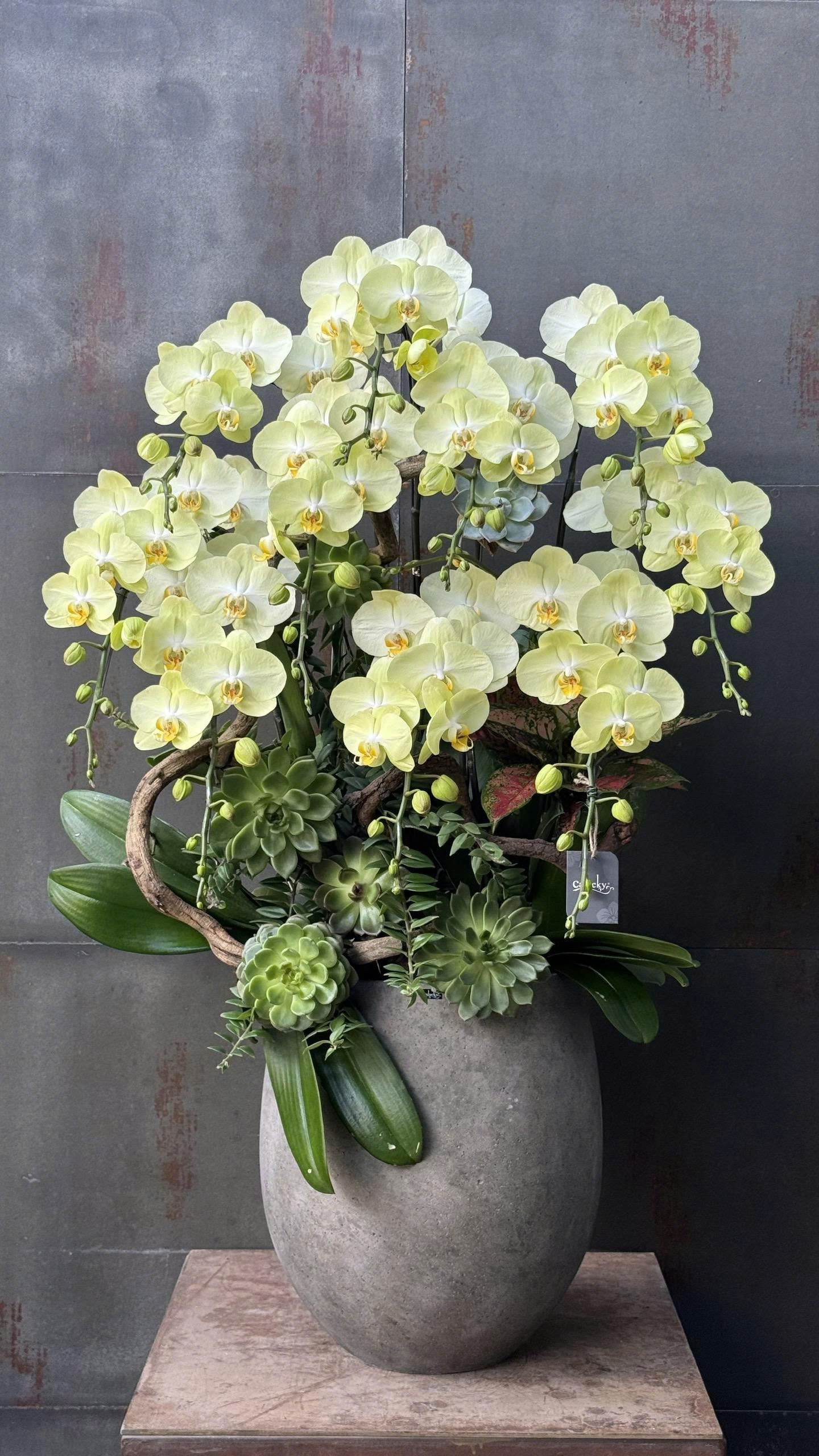 CHẬU LAN HỒ ĐIỆP XANH BƠ