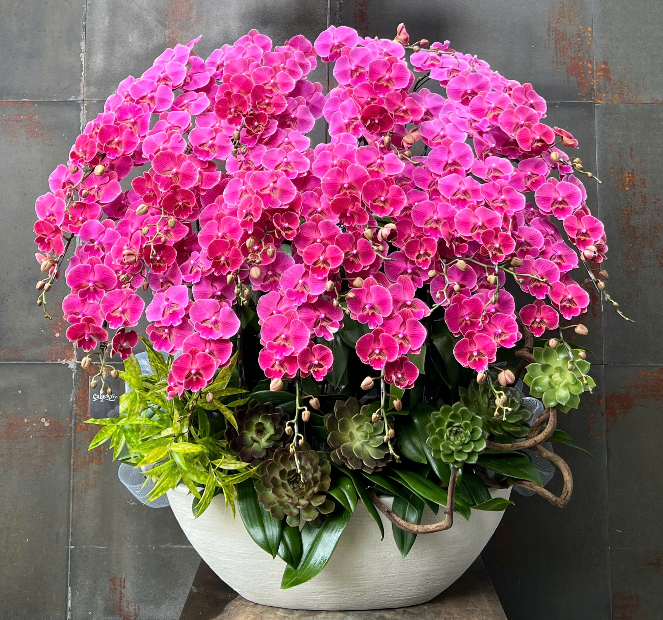 CHẬU LAN HỒ ĐIỆP ĐỎ